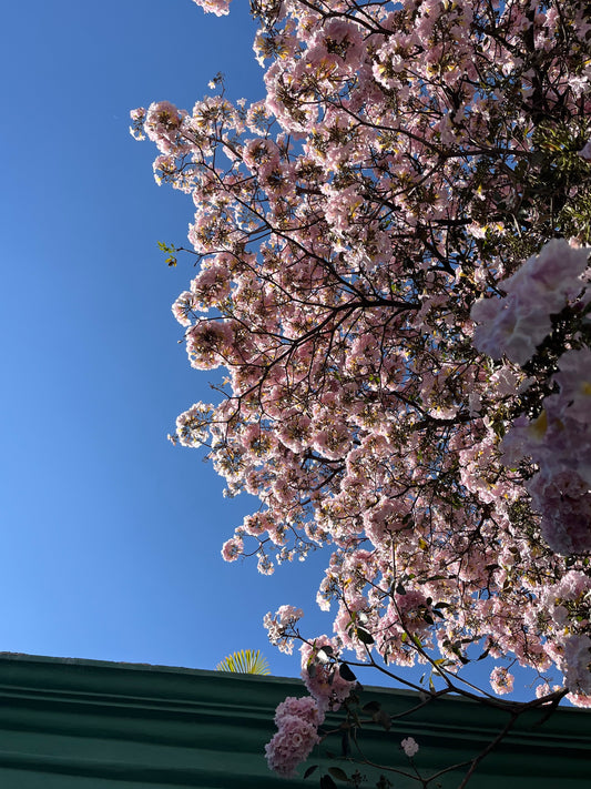 Guayacán Rosa, jabón +lufa