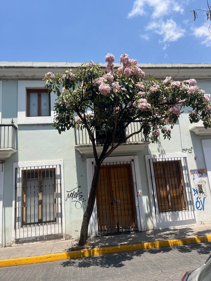 Guayacán Rosa, jabón +lufa