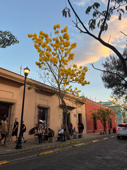 Guayacán Dorado, jabón +lufa